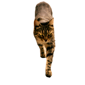 A Focused Tabby Cat Confidently Walking Along A Rustic Stone Path. 13011 - Cat PNG image with transparent background
